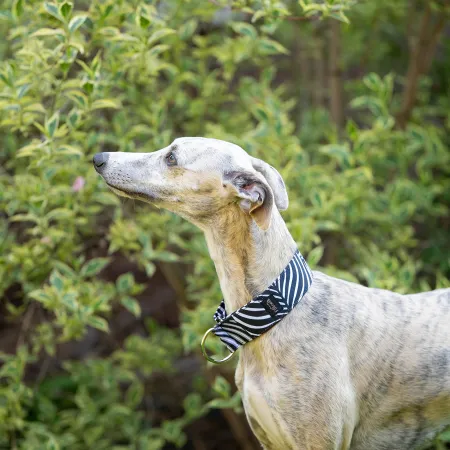 Obroża wodoodporna dla psa Zebra Bloom 4 cm - bardzo lekka, łatwa w pielęgnacji, idealna na spacer w każdą pogodę